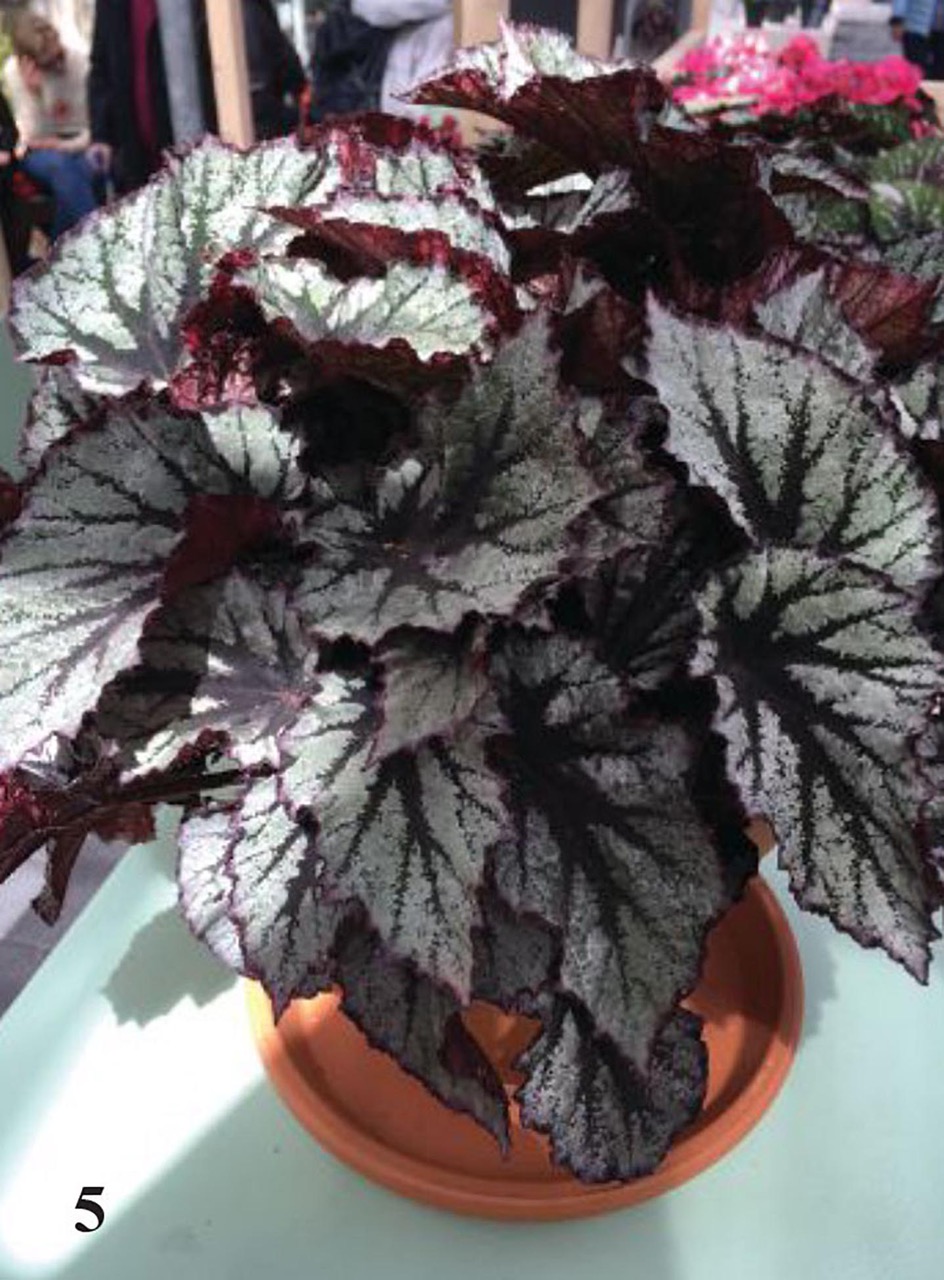 B. ‘Nordic Frost’